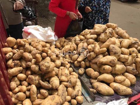 12 جنيها لكيلو البطاطس بسوق العبور اليوم الأحد