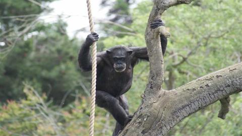مفاجأة.. الشمبانزي يستخدم الخطط العسكرية