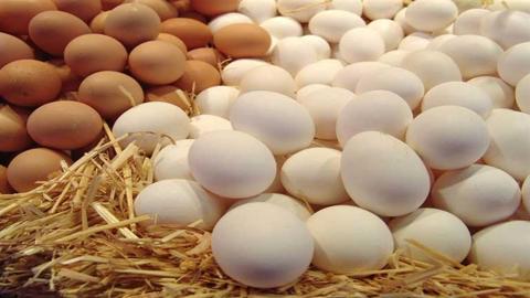ارتفاع أسعار البيض الأبيض والأحمر في المزرعة